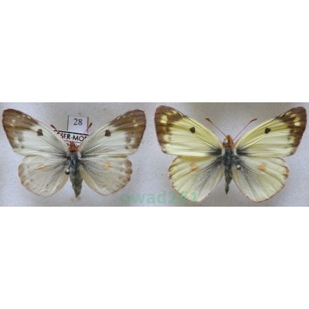 Colias hyale (Linnaeus, 1758) pair Szlaczkoń siarecznik Czech28